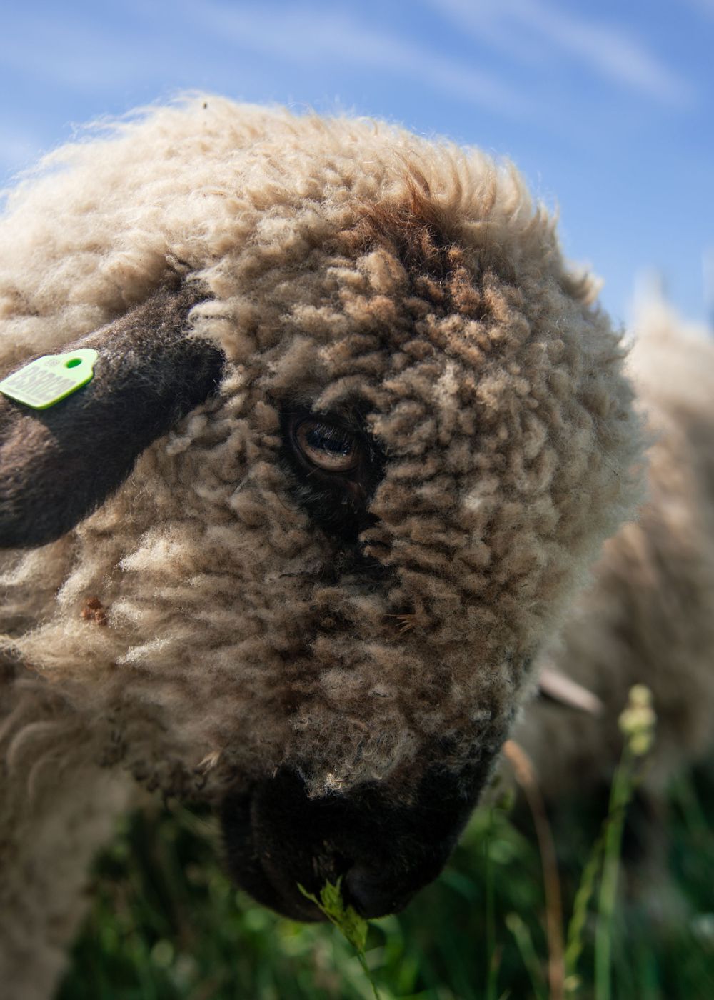 House of the Valais Black Nose Sheep